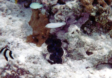 Grabende Riesenmuschel (Burrowing Giant Clam, Tridacna maxima)