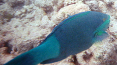 Männlicher Grünbürzel-Papageifisch (Bridled Parrotfish, Scarus frenatus)