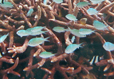 Grüner Schwalbenschwanz (Bluegreen Damselfish, Chromis viridis)