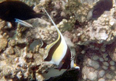 Halfterfisch (Moorish Idol, Zanclus cornutus)