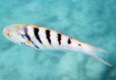 Hardwickes Junker (Six-barred Wrasse, Thalassoma hardwicke)