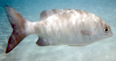 Heller Ruderbarsch (Blue Sea Chub, Kyphosus cinerascens)