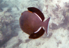 Indischer Drückerfisch (Indian Triggerfish, Melichthys indicus)