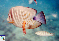 Indischer Segelflossendoktor (Desjardin's Sailfin Tang, Zebrasoma desjardinii)