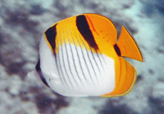 Keilfleck-Falterfisch (Falcula Butterfly, Chaetodon falcula)