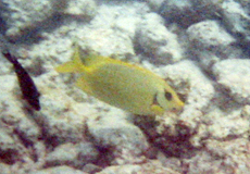 Korallen-Kaninchenfisch (Blue-spotted Spinefoot, Siganus corallinus)
