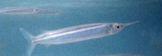 Krokodil-Hornhecht oder Riesen-Hornhecht (Crocodile Needlefish, Tylosurus crocodilus)