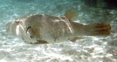 Mappa-Kugelfisch (Map Pufferfish, Arothron mappa)