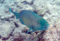 Männlicher Masken-Papageifisch (Bicolour Parrotfish, Cetoscarus bicolor)