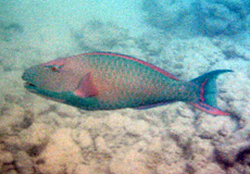 Männlicher Masken-Papageifisch (Bicolour Parrotfish, Cetoscarus bicolor)