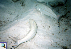Mittelstreifen-Barbe (Freckled Goatfish, Upeneus tragula)