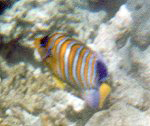 Pfauen-Kaiserfisch (Regal Angelfish, Pygoplites diacanthus)