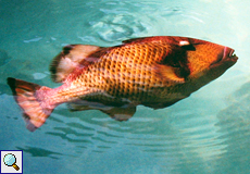 Riesen-Drückerfisch (Titan Triggerfish, Balistoides viridescens)