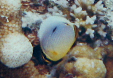 Rippen-Falterfisch (Rib Butterflyfish, Chaetodon trifasciatus)
