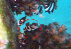 Sattel-Krugfisch (Valentin's Sharpnose Puffer, Canthigaster valentini)