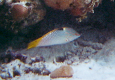 Schachbrett-Junker (Checkboard Wrasse, Halichoeres hortulanus)