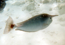 Schärpen-Nasendoktor (Spotted Unicornfish, Naso brevirostris)