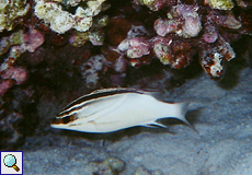 Schärpen-Scheinschnapper (Two-lined Monocle Bream, Scolopsis bilineata)