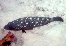 Schneeflocken-Zackenbarsch (White-streaked Grouper, Epinephelus ongus)