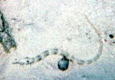 Schultz Seenadel (Schultz's Pipefish, Corythoichthys schultzi)