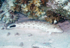 Schwanzfleck-Sandbarsch (Speckled Sandperch, Parapercis hexophthalma)