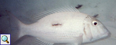 Schwarzfleck-Straßenkehrer (Thumbprint Emperor, Lethrinus harak)