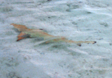 Schwarzspitzen-Riffhai (Blacktip Reef Shark, Carcharhinus melanopterus)