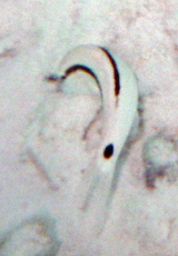 Strichpunkt-Meerbarbe (Dash-and-dot Goatfish, Parupeneus barberinus)