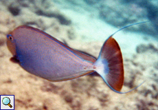 Vlamings Nasendoktor (Bignose Unicornfish, Naso vlamingii)