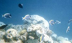 Weißkehl-Doktorfisch (Powderblue Surgeonfish, Acanthurus leucosternon)