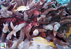 Weißsaum-Soldatenfisch (Pinecone Soldierfish, Myripristis murdjan)