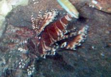 Zebra-Zwergfeuerfisch (Zebra Lionfish, Dendrochirus zebra)