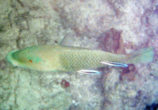 Zweifarben-Bannerlippfisch (Blackeye Thicklip, Hemigymnus melapterus)