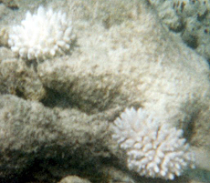 Ausgebleichte Korallen