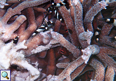 Korallenstock mit Dreibinden-Preußenfischen (Dascyllus aruanus)