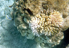 Teilweise ausgebleichte Koralle