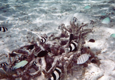 Fischgemeinschaft an einem kleinen Korallenstock