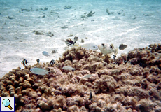 Korallen und Fische in einer Lagune