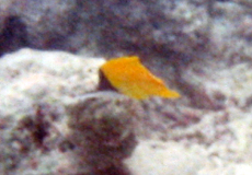 Langmaul-Pinzettfisch (Big Longnose Butterflyfish, Forcipiger longirostris)