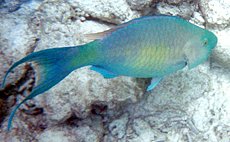 Nasenhöcker-Papageifisch (Ember Parrotfish, Scarus rubroviolaceus)