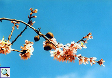 Mandelblüten im Detail