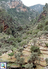 Olivenhain am Berghang