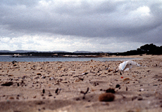 Der Strand von Es Trenc