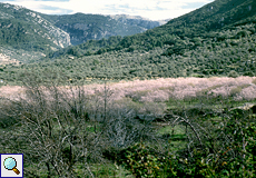 Blühender Mandelhain bei Sóller