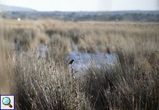 Männliches Schwarzkehlchen (Saxicola rubicola) im Feuchtgebiet S'Albufera