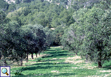 Olivenhain auf La Dragonera