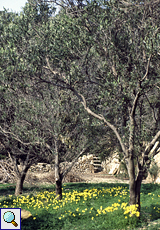Olivenhain und gelbe Blüten auf La Dragonera