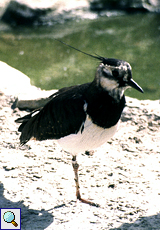 Kiebitz (Northern Lapwing, Vanellus vanellus)