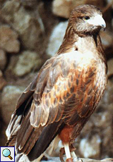 Greifvogel in der Reserva Puig de Galatzó