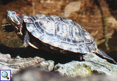 Rotwangen-Schmuckschildkröte (Trachemys scripta venusta) beim Sonnenbad